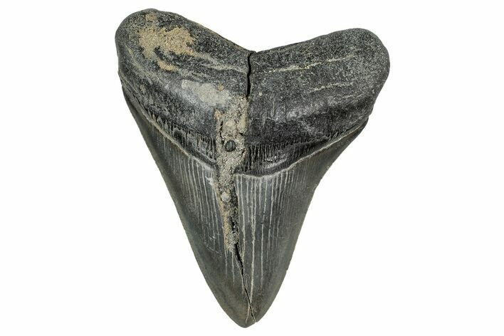 Fossil Megalodon Tooth From Georgia - Repaired #338823